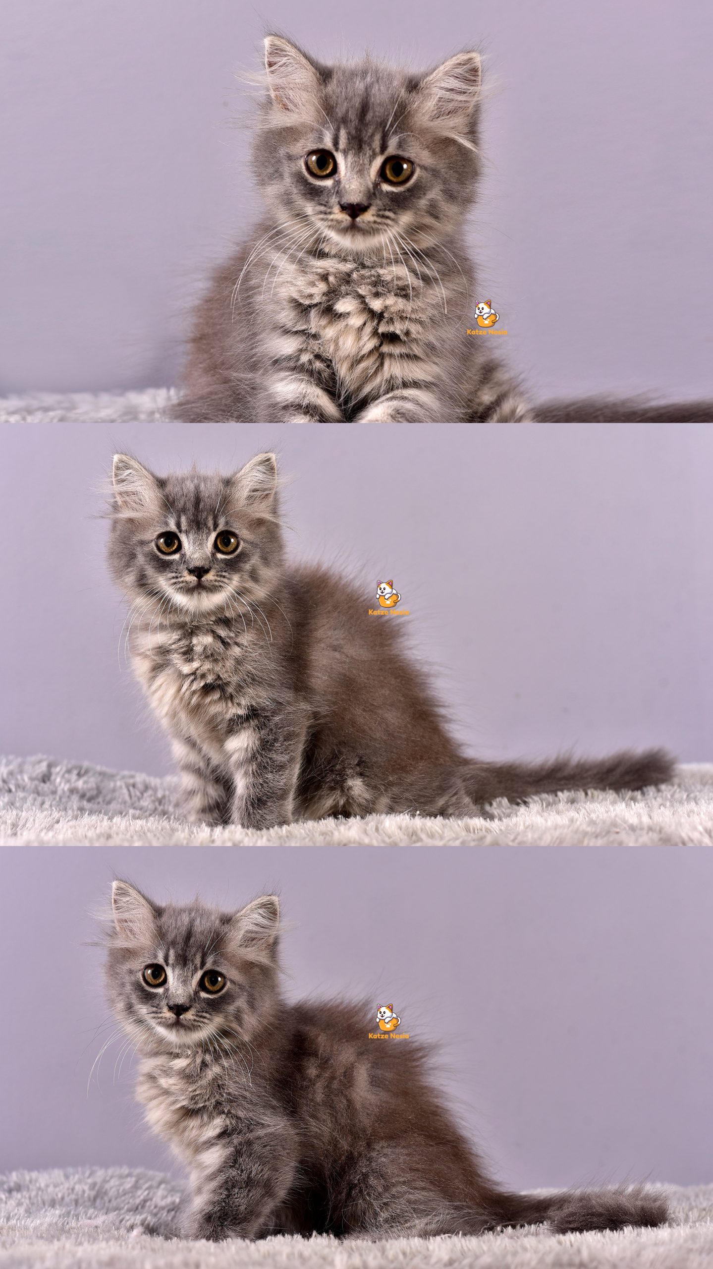 Celine - Kucing Persia - Betina - 2,5 Bulan