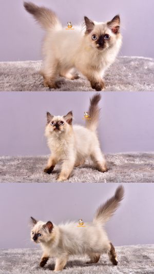 Candy – Kucing Himalaya – Betina – 3 Bulan
