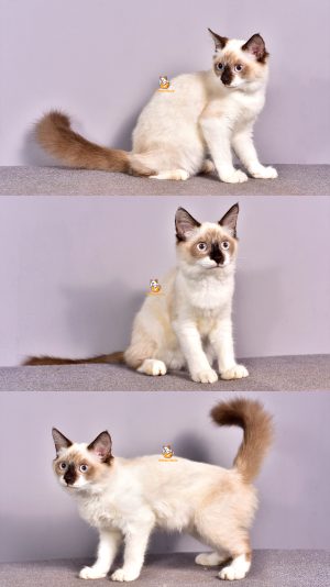 Clara – Kucing Ragdoll – Betina – 4 Bulan