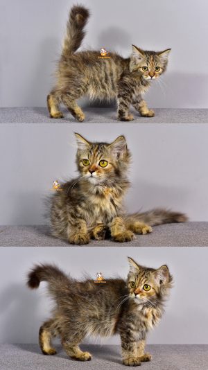 Claudy – Kucing Persia – Betina – 3 Bulan