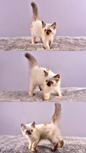 Cuppy – Kucing Ragdoll – Betina – 3 Bulan
