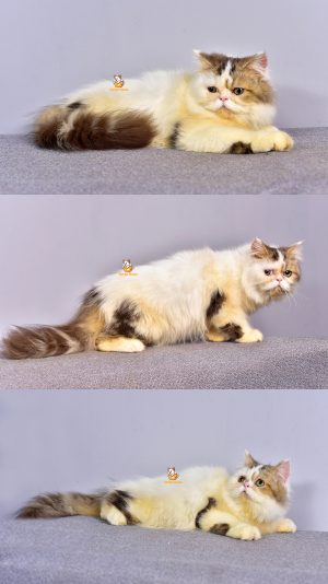 Calvano – Kucing Persia Peaknose – Jantan – 6 Bulan