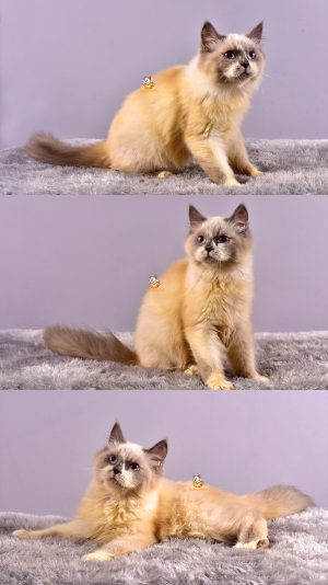 Becca – Kucing Ragdoll – Betina – 4 Bulan