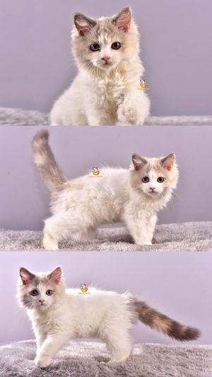 Cika – Kucing Ragdoll – Betina – 3 Bulan