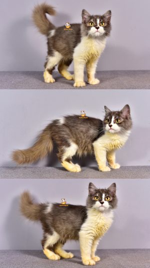 Cena – Kucing Persia – Jantan – 3 Bulan