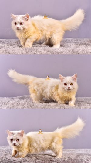 Cimiw – Kucing Munchkin – Betina – 3 Bulan