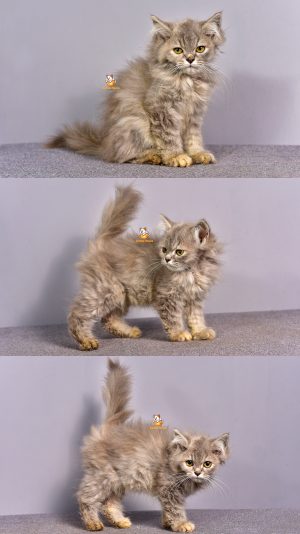 Cindy – Kucing Persia – Betina – 3 Bulan