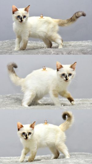 Eluna- Kucing Ragdoll 3 Bulan Betina