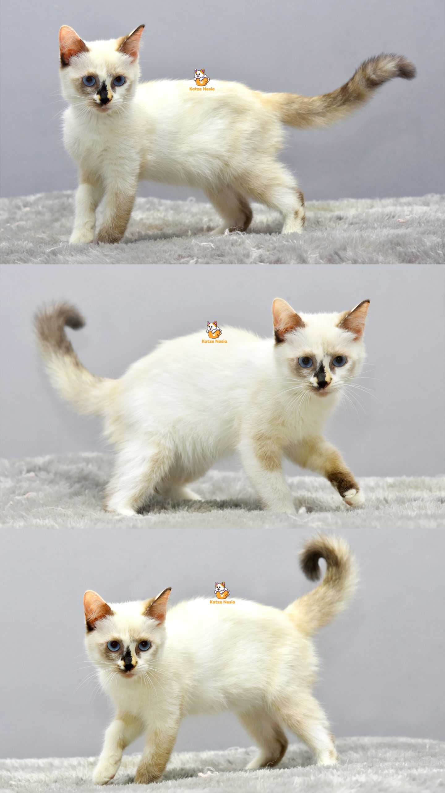 Eluna- Kucing Ragdoll 3 Bulan Betina