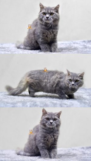 Ebi – Kucing British mix Persia 8 Bulan Jantan