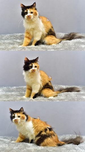 Elsa – Kucing Persia 7 Bulan Betina