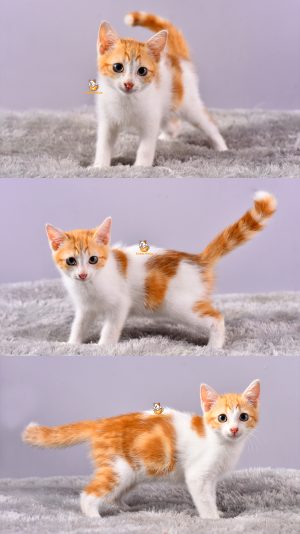 Denver – Kucing Persia 3 Bulan Jantan