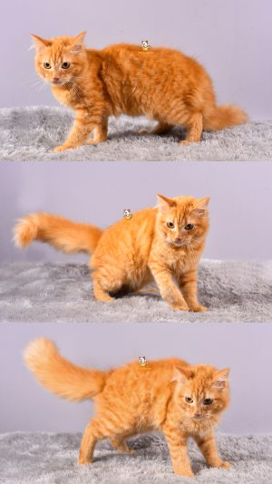 Dino – Kucing Persia 4 Bulan Jantan