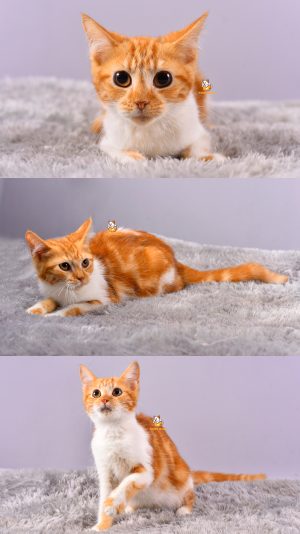 Dorry – Kucing Persia 4 Bulan Betina
