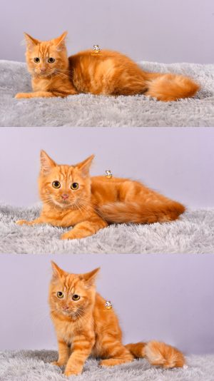 Damon – Kucing Persia 4 Bulan Jantan