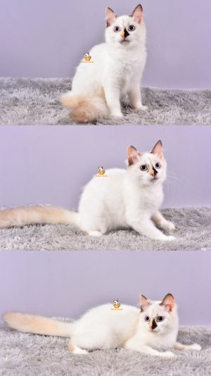 Donna – Kucing Ragdoll 4 Bulan Betina