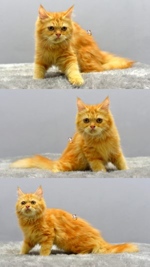 Emon – Kucing Persia 4 Bulan Jantan