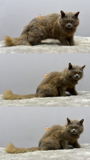 Ezra – Kucing British Longhair 6 Bulan Jantan