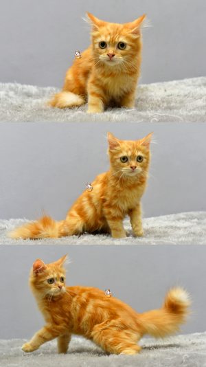 Echo – Kucing Persia 4 Bulan Jantan