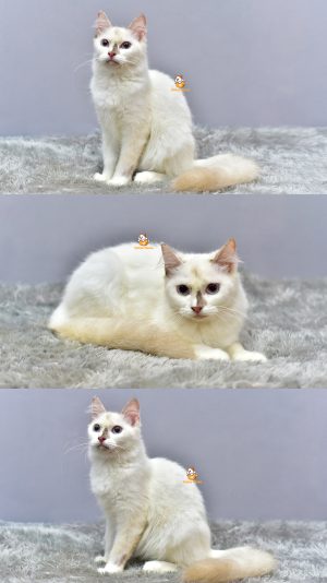 Donna – Kucing Ragdoll 7 Bulan Betina