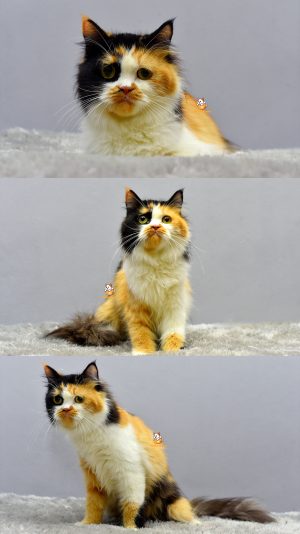 Elsa – Kucing Persia 7 Bulan Betina