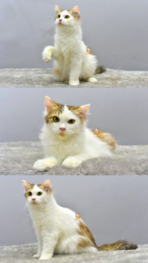 Winky – Kucing Persia 6 Bulan Jantan