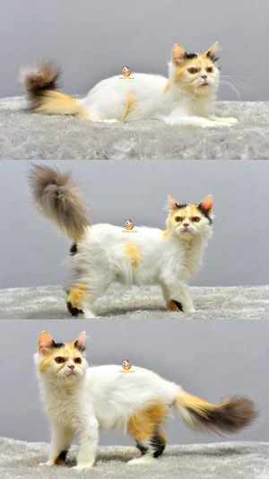Alice – Kucing Persia 5 Bulan Betina