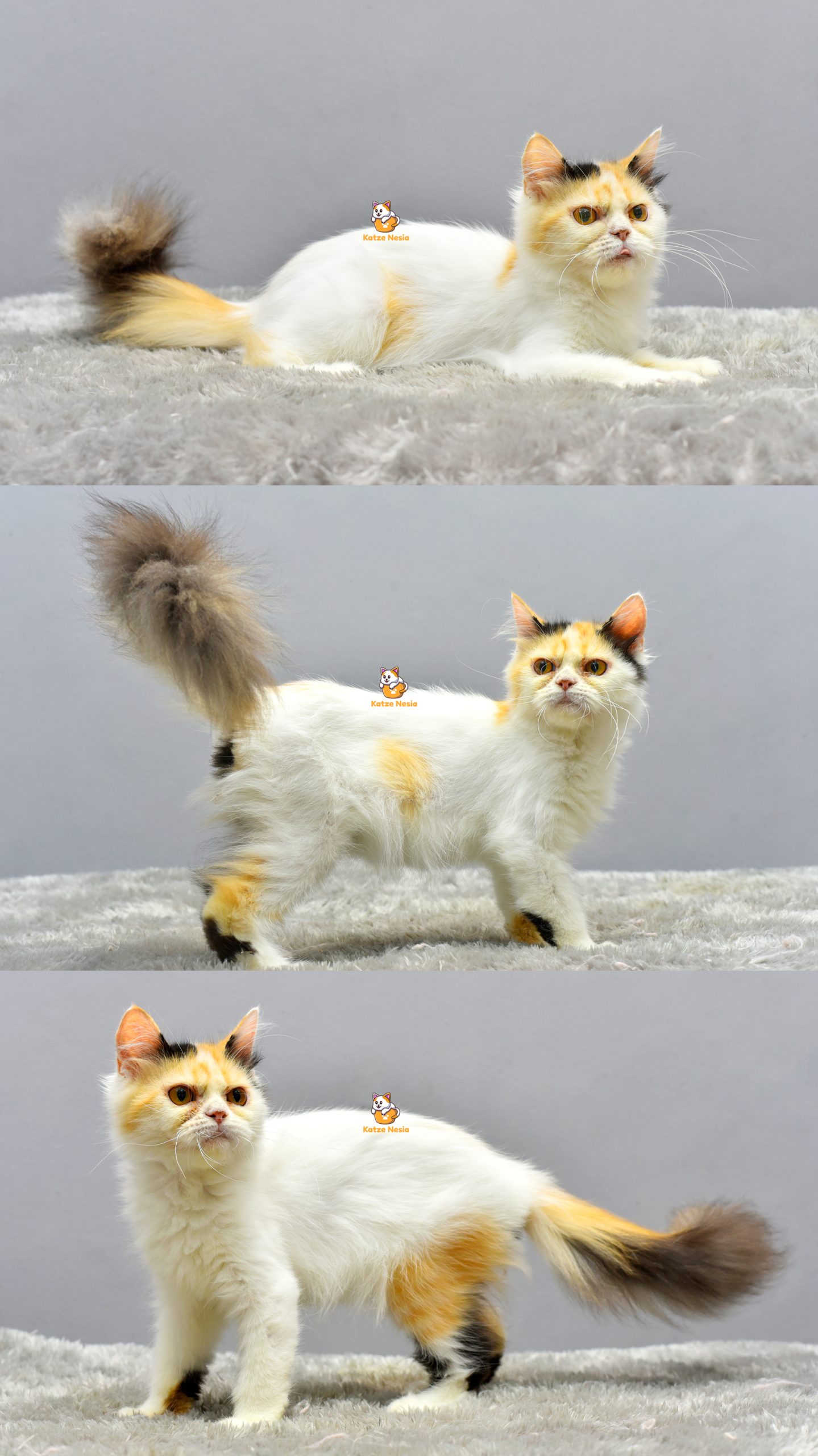 Alice - Kucing Persia 5 Bulan Betina