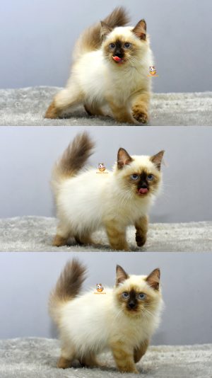 Elmo – Kucing Himalaya 3 Bulan Jantan