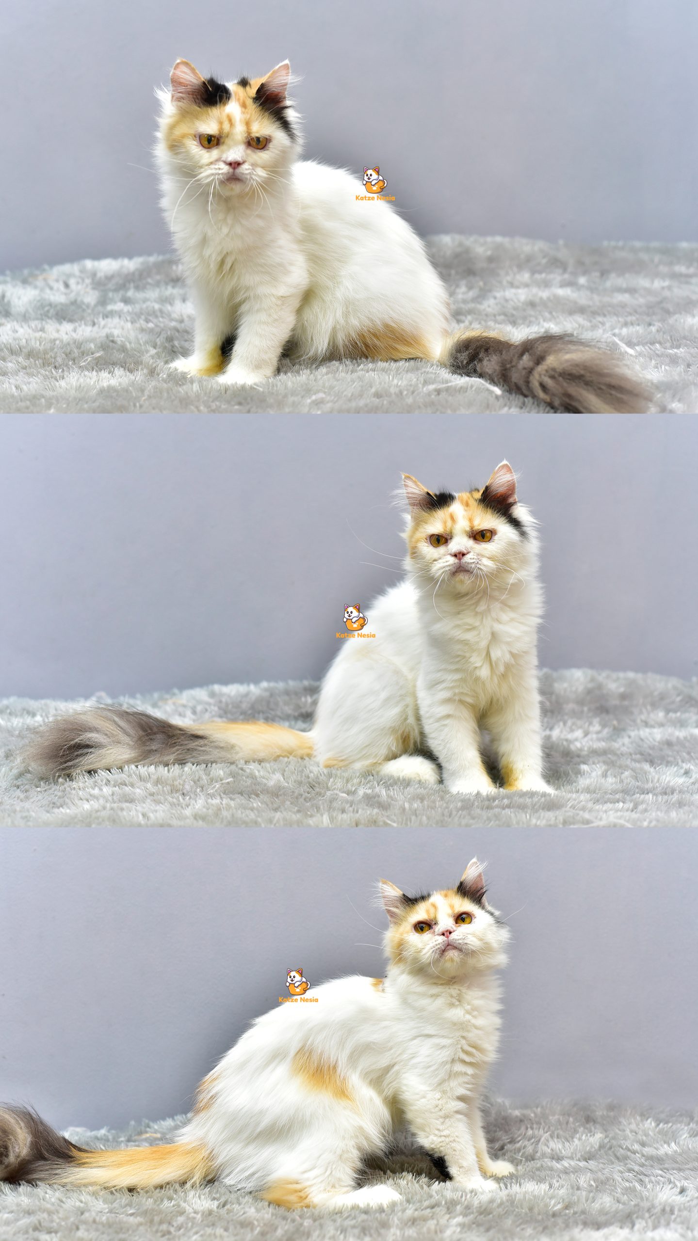 Alice - Kucing Persia 7 Bulan Betina