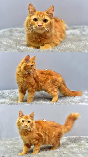 Damon – Kucing Persia 4 Bulan Jantan