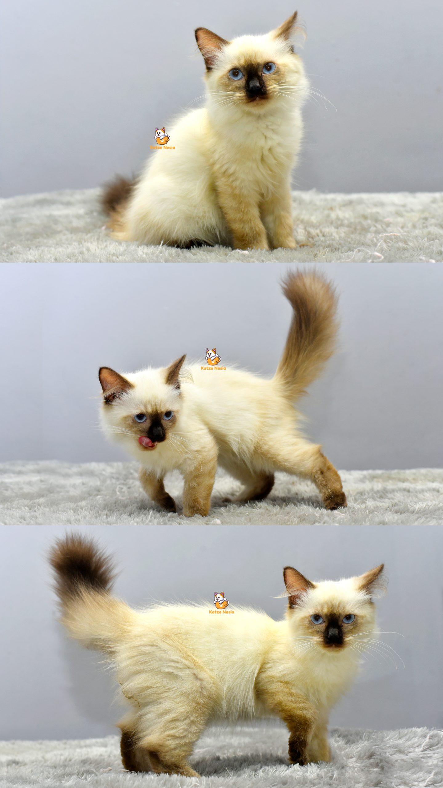 Ello - Kucing Himalaya 3 Bulan Jantan