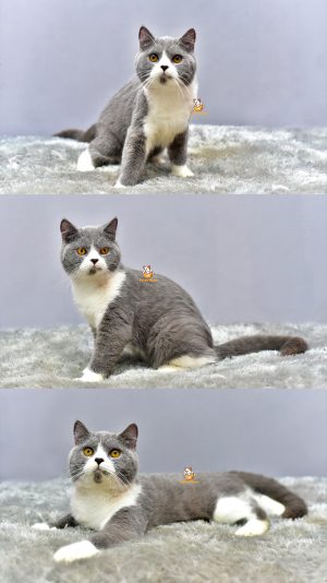 Furry – Kucing British Short Hair 6 Bulan Jantan