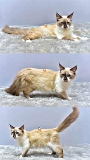 Freddy – Kucing Ragdoll 4 Bulan Jantan