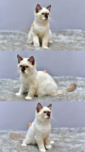 Fubu – Kucing Ragdoll 4 Bulan Jantan