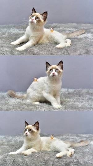 Farrel – Kucing Ragdoll 4 Bulan Jantan