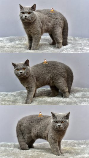 Fernando – Kucing British Short Hair 6 Bulan Jantan