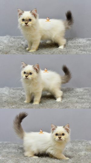 Gatsby – Kucing Ragdoll  3 Bulan Jantan
