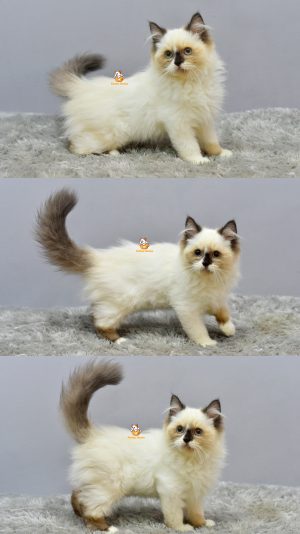 Gery – Kucing Ragdoll  4 Bulan Jantan
