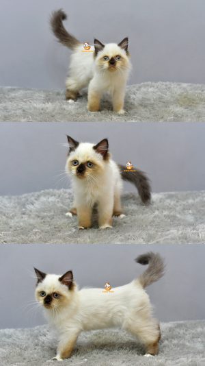 Gaspard – Kucing Ragdoll 3 Bulan Jantan