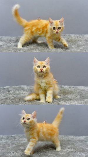 Glenna – Kucing Persia  3 Bulan Betina