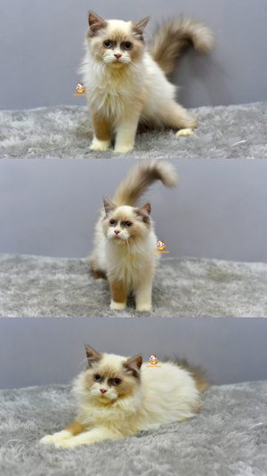 Gea – Kucing Ragdoll 4 Bulan Betina