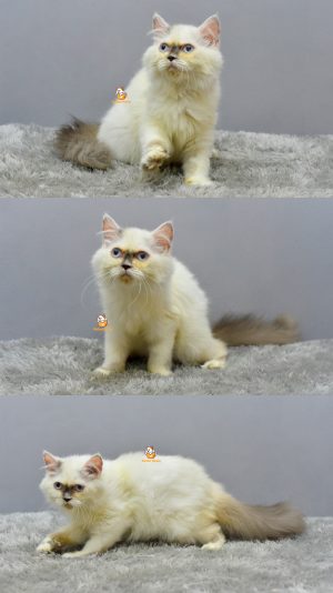 Georgia – Kucing Ragdoll 4 Bulan Betina