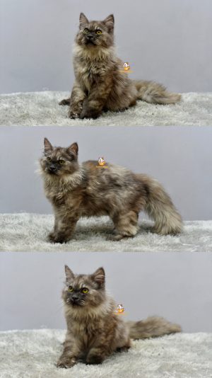 Goku – Kucing Persia Mix Maincoon 4 Bulan Jantan