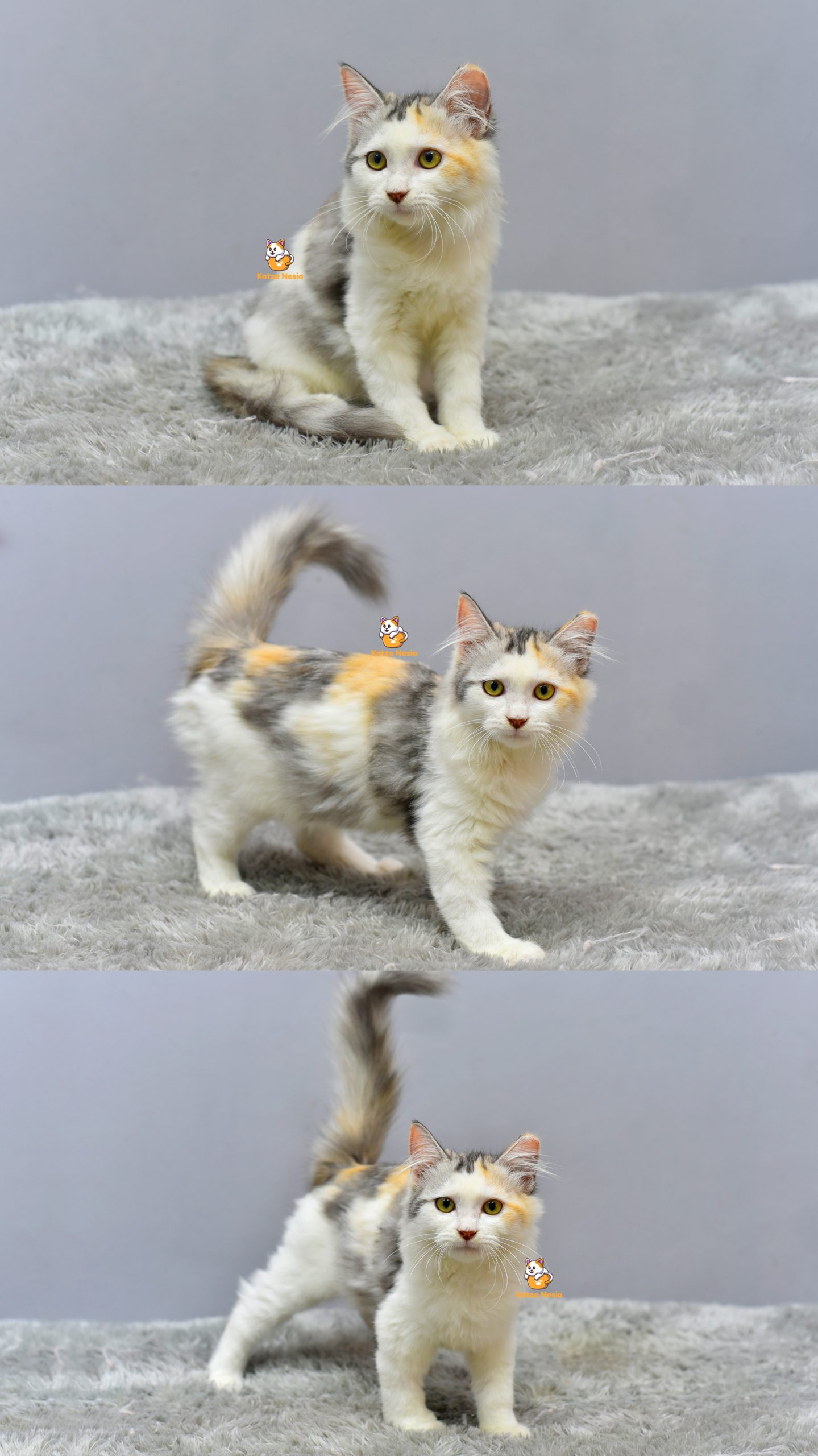 Gwen - Kucing Persia 4 Bulan Betina