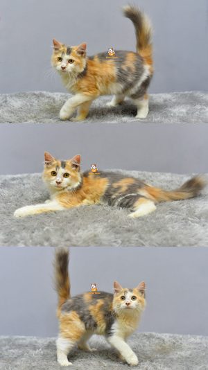 Gaby – Kucing Persia 3,5 Bulan Betina