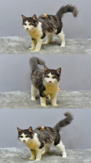 Gummy – Kucing Persia  4 Bulan Jantan