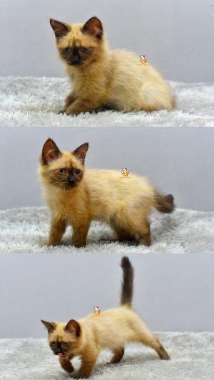 Honey – Kucing Himalaya 3 Bulan Betina