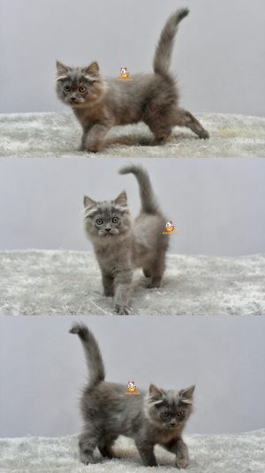 Hoshi – Kucing Persia 2,5 bulan Jantan
