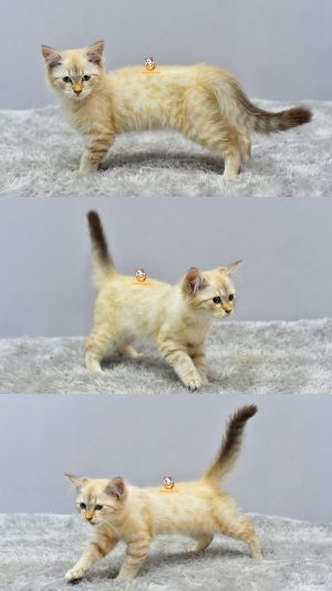 Helena – Kucing Himalaya Betina 3 bulan